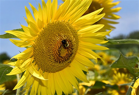 sunflowers.jpg